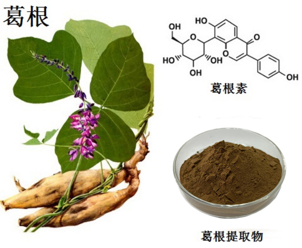 葛根听泉鉴鲍
